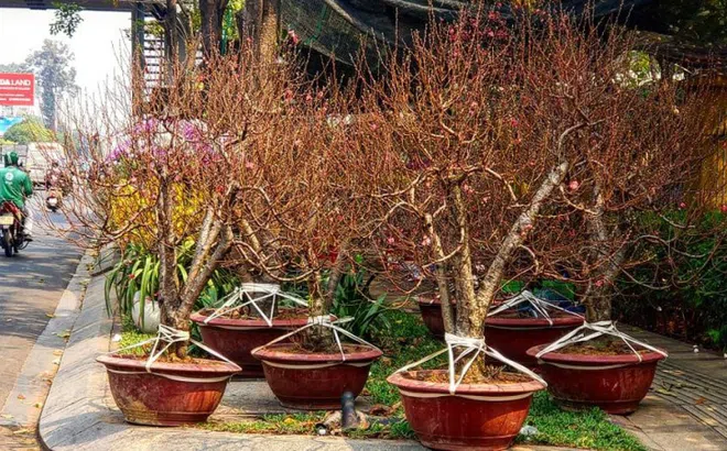 Mang 1.000 cây đào vào Sài Gòn, 3 ngày bán được 10 cây...