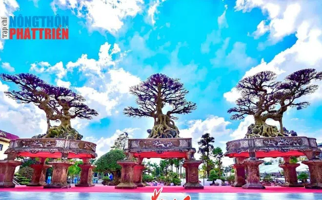 Số hóa dữ liệu về cây cảnh nghệ thuật