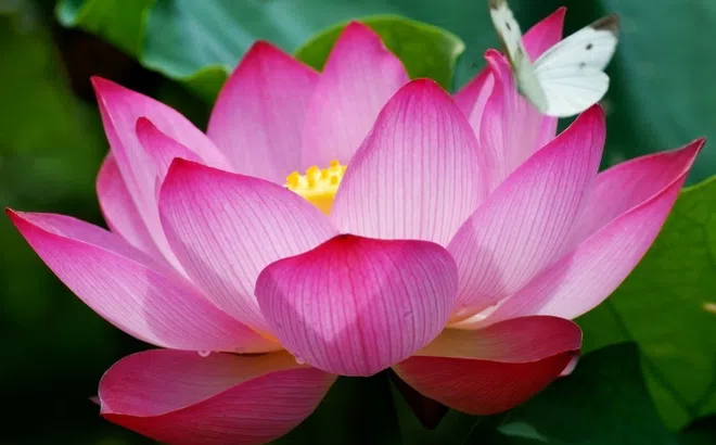 Viện Kinh tế Văn hoá và Nghệ thuật với tác phẩm chân dung Bác Hồ ghép từ hoa sen