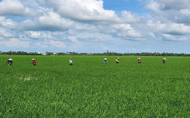Thúc đẩy đầu tư sáng tạo theo phương thức đối tác Công - Tư trong canh tác lúa bền vững ở ĐBSCL