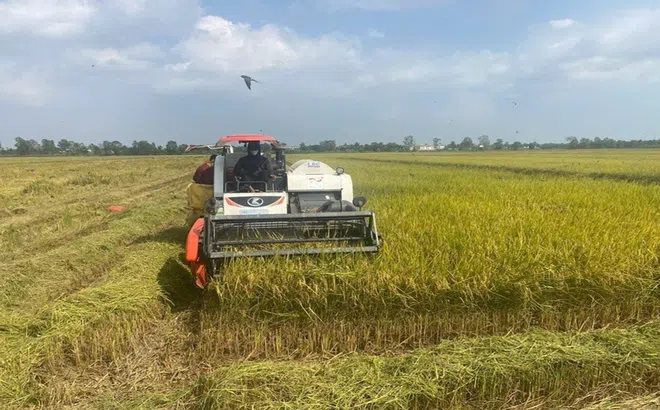 Mở rộng quy mô sản xuất lúa gạo bền vững cho tương lai và vai trò của GIC trong tiến trình này